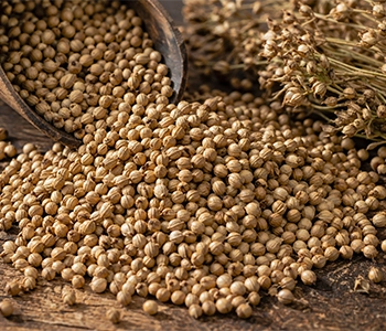 Coriander seeds dried using solar dehydration for better shelf life and aroma retention