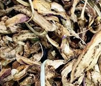 Brinjal slices dried using solar dryer in Odisha to preserve nutrients and extend shelf life