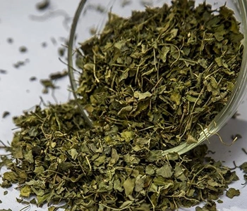 Fenugreek leaves dried in solar dryer to preserve nutrients and extend storage life