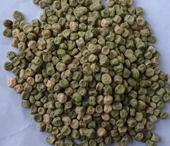 Fresh green peas solar dried for long shelf life, food processing, and commercial use