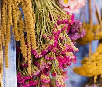 Solar drying preserves medicinal plants while maintaining active compounds and quality