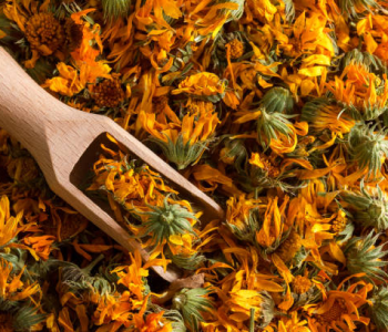 Solar drying preserves medicinal plants while maintaining active compounds and quality