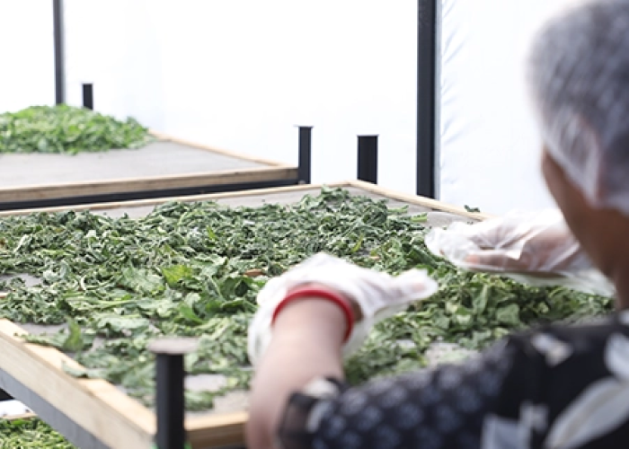 Rajasthan Food Processors supporting agricultural produce processing and solar drying solutions