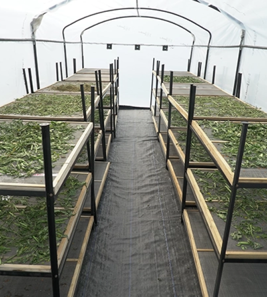 Rajasthan solar driers supporting agricultural produce preservation through solar drying technology