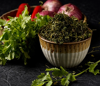 Coriander leaves dried using solar dryer in Odisha to preserve aroma, freshness and shelf life