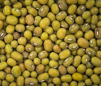 Mung Bean