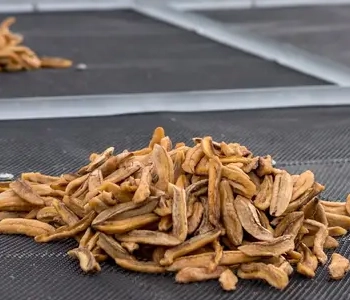 Pumpkin slices dried using solar dryer in Odisha to preserve nutrients and extend shelf life