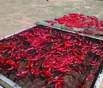 Naturally solar dried red chillies for spice manufacturing and agricultural processing