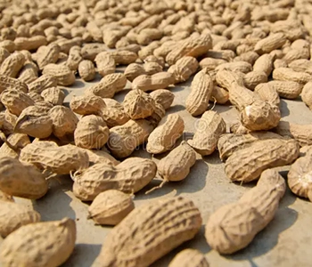 Groundnuts dried using solar dryer to reduce moisture and improve storage durability