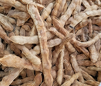 Solar-dried tamarind processed naturally for food ingredients and culinary applications.