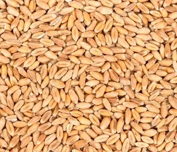 Solar dried mackerel processed using RSFP solar dryers to retain freshness, quality, and market value.