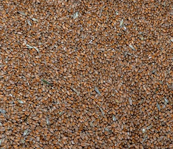 Solar-dried millets retain nutritional value and support healthy food manufacturing.