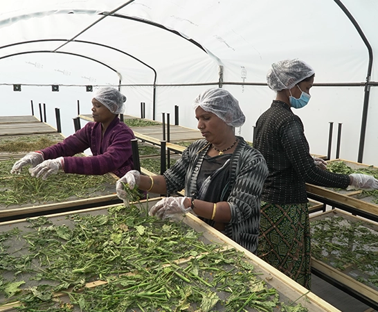 Curry leaves farming combined with solar drying methods for better shelf life and value addition