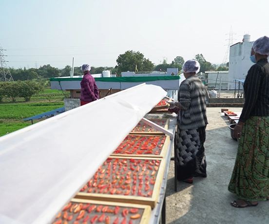 Step by step solar drying process used in Odisha farms for hygienic crop preservation and storage