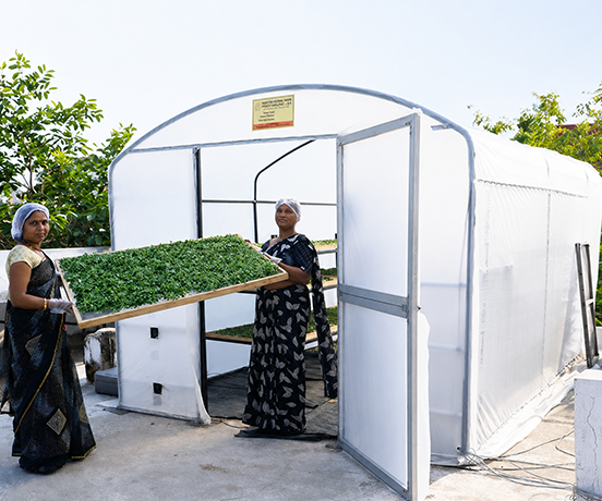 Solar drying solutions supporting rural farmers and agricultural processing in Haryana