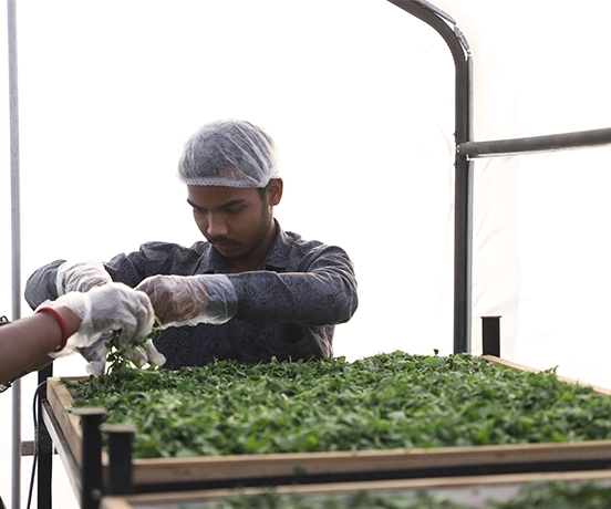Mint leaves dried in solar dryer to preserve aroma, flavor and longer shelf life  