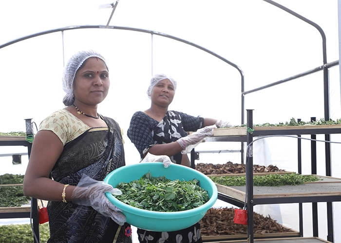 Solar dryer used by farmers to reduce post-harvest losses and preserve crop quality efficiently