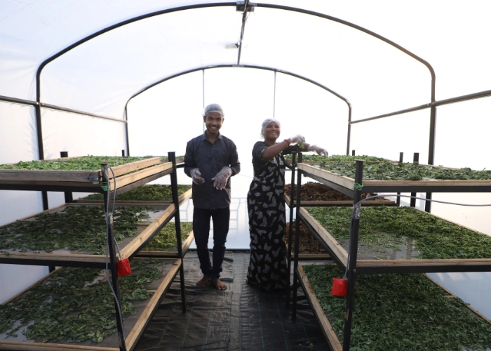 Energy-efficient solar dryer designed for hygienic food preservation and value addition