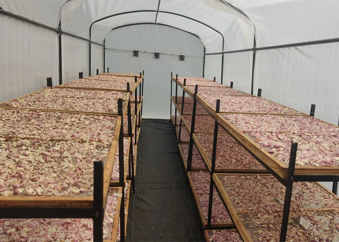 Energy-efficient solar dryer designed for hygienic food preservation and value addition