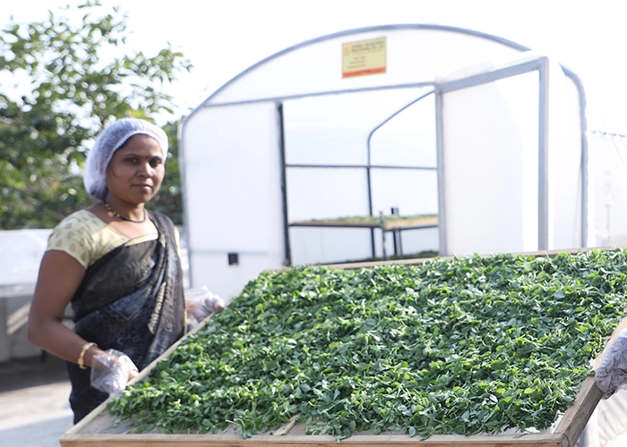 Solar drying system in Punjab used for kinnow, vegetables, chillies and agricultural crop processing