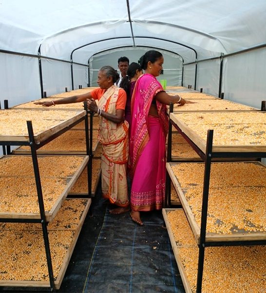 Supporting Kerala farmers with RSFP solar drying solutions for value addition, food processing, and better income opportunities.