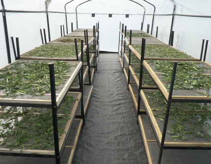 Solar drying agricultural produce