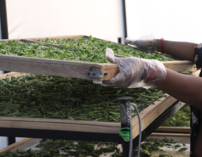 Loading produce onto solar drying trays
