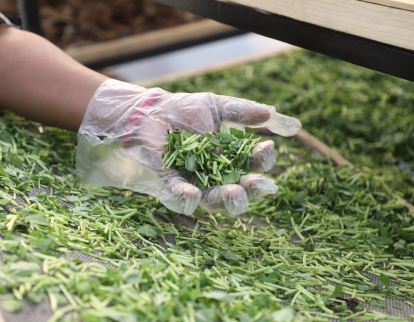 Prepare produce for solar drying