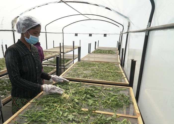 Solar drying solutions in Arunachal Pradesh for preserving fruits, vegetables, spices, and herbs efficiently.
