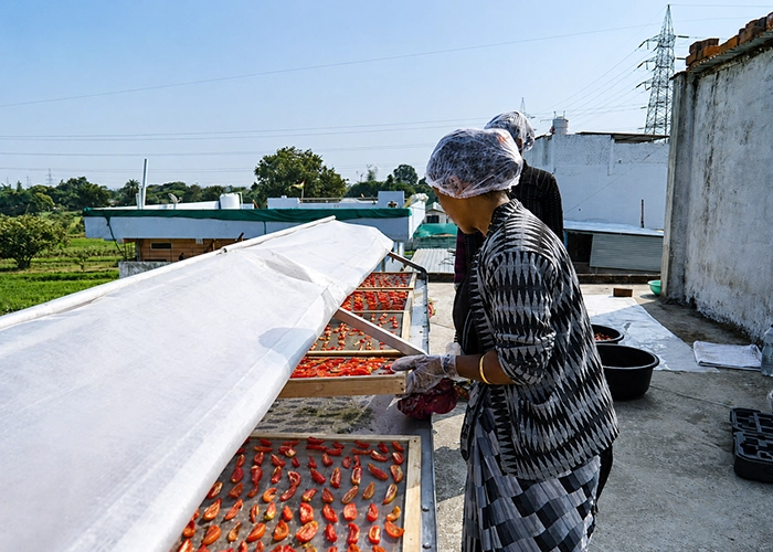 Solar drying solutions help farmers reduce losses and improve income opportunities.